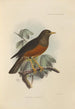 Merula Celebensis - Henry Seebohm — vista de la obra