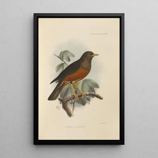 Henry Seebohm - Merula Celebensis.webp