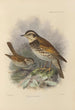 Merula Eunomus Painting - Henry Seebohm — artwork view