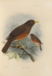 Merula Fumida - Henry Seebohm — vista de la obra