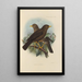 Merula Javanica - Henry Seebohm | Cuadro — cuadro enmarcado en la pared