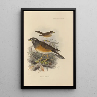 Henry Seebohm - Merula Obscura.webp