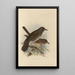 Merula Pallida - Henry Seebohm — cuadro enmarcado en la pared