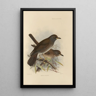 Henry Seebohm - Merula Pallida.webp