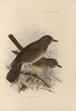 Henry Seebohm - Merula Pallida.webp