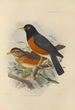 Merula Protomomomelaena - Henry Seebohm — vista de la obra