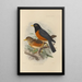 Merula Protomomomelaena - Henry Seebohm — cuadro enmarcado en la pared