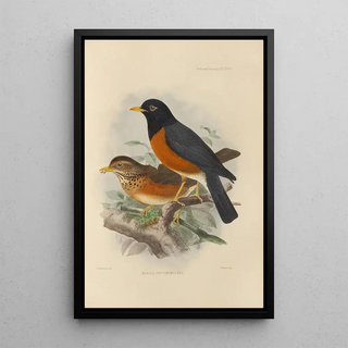 Henry Seebohm - Merula Protomomelaena.webp