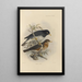 Merula Reevei - Henry Seebohm — cuadro enmarcado en la pared