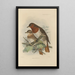 Merula Ruficollis - Henry Seebohm | Cuadro — cuadro enmarcado en la pared