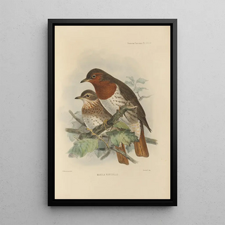 Henry Seebohm - Merula Ruficollis.webp