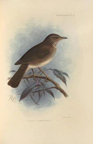 Henry Seebohm - Turdus Comorensis.webp