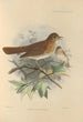 Turdus Fuscescens - Henry Seebohm — vista de la obra