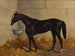 Un caballo de carreras negro en un establo - Henry Stull — vista de la obra