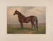 The Largest Living Trotting Stallion - Henry Stull — artwork view