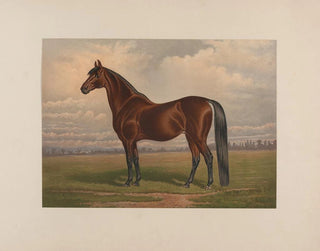Henry Stull - Volunteer The greatest living trotting sire.webp