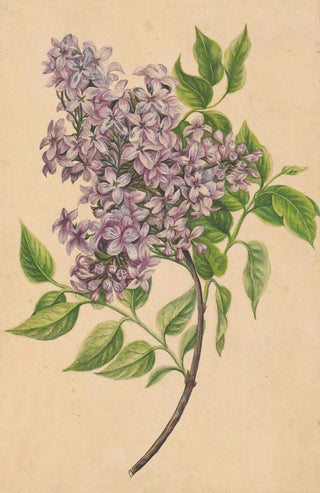 Henryka Beyer - A twig of lilac.webp