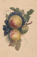 de Duraznos y Uvas - Henryka Beyer — vista de la obra