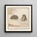 Hérisson Erinaceus europaeus y una muscardine Muscardinus avellanarius 1 yser vercken 2 - Anselmus Botius de Boodt — cuadro enmarcado en la pared