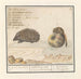 Hérisson Erinaceus europaeus y una muscardine Muscardinus avellanarius 1 yser vercken 2 - Anselmus Botius de Boodt — vista de la obra