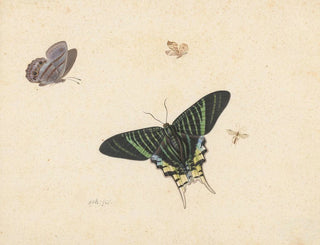Herman Henstenburgh - Drie vlinders en een wesp of vlieg.webp