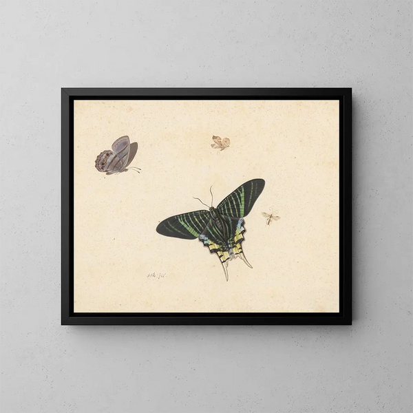 Tres mariposas y una avispa o mosca - Herman Henstenburgh — cuadro enmarcado en la pared