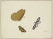 a yellow butterfly, a black-yellow butterfly, and a black-white butterfly - Herman Henstenburgh — artwork view