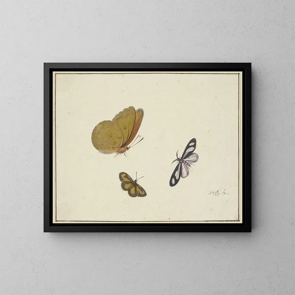 Un mariposa amarilla, una mariposa negro-amarilla y una mariposa negro-blanca - Herman Henstenburgh — cuadro enmarcado en la pared
