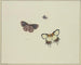 Tres mariposas - Herman Henstenburgh — vista de la obra
