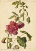 A hollyhock - Herman Saftleven — artwork view