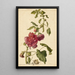 A hollyhock - Herman Saftleven — framed artwork on a wall