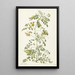 Arbre à vessies Colutea arborescens - Herman Saftleven — framed artwork on a wall