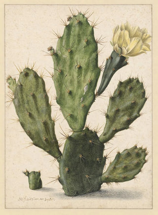 Herman Saftleven - Bloeiende vijgcactus.webp