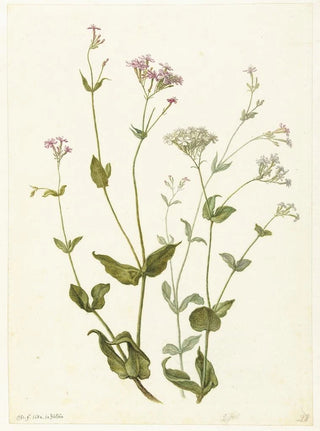 Herman Saftleven - Rode en witte Viscaria of pekanjer.webp