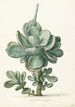 Planta suculenta Cotyledon orbiculata - Herman Saftleven — vista de la obra