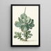 Planta suculenta Cotyledon orbiculata - Herman Saftleven — cuadro enmarcado en la pared