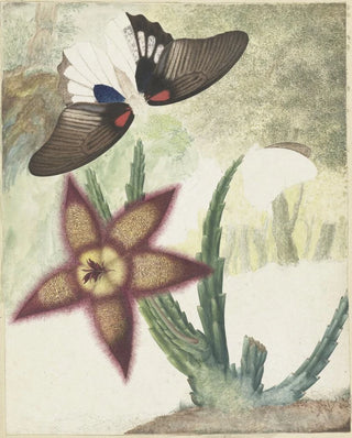Hermanus de Wit - Twee vlinders en een vijfbladige geelpaarse bloem.webp