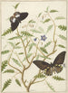 Dos mariposas exóticas sobre un arbusto en flor - Hermanus de Wit — vista de la obra