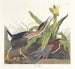 Héron verde - John James Audubon — vista de la obra