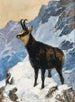 Chamois en alta montaña - Hugo Engl — vista de la obra