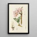 Adenium multiflorum - Illtyd Buller Pole-Evans — cuadro enmarcado en la pared