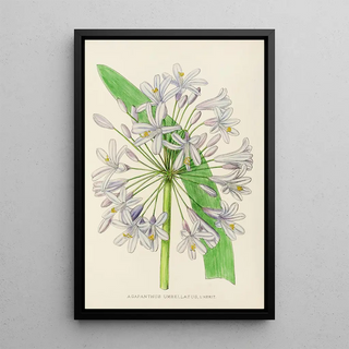 Illtyd Buller PoleEvans - Agapanthus Umbellatus.webp