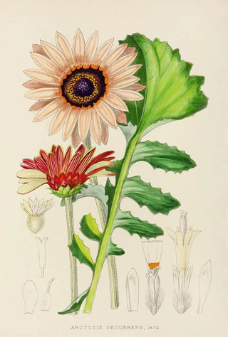 Illtyd Buller PoleEvans - Arctotis Decurrens.webp