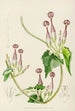 Ceropegia meyeri - Illtyd Buller Pole-Evans — vista de la obra
