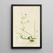 Ceropegia rendallii - Illtyd Buller Pole-Evans — cuadro enmarcado en la pared