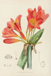 Clivia miniata - Illtyd Buller Pole-Evans — vista de la obra