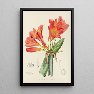 Illtyd Buller PoleEvans - Clivia Miniata.webp