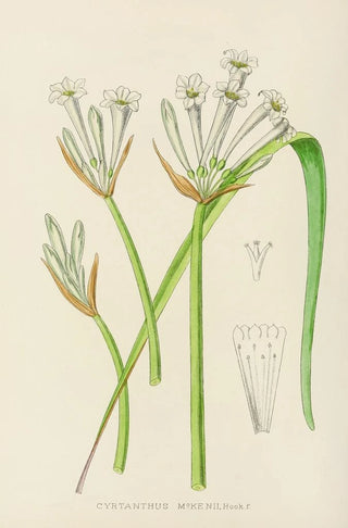 Illtyd Buller PoleEvans - Cyrtanthus Mckenii.webp