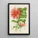 Gerbera jamesoni - Illtyd Buller Pole-Evans — cuadro enmarcado en la pared