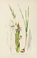 Gladiolus rehmanni - Illtyd Buller Pole-Evans — artwork view
